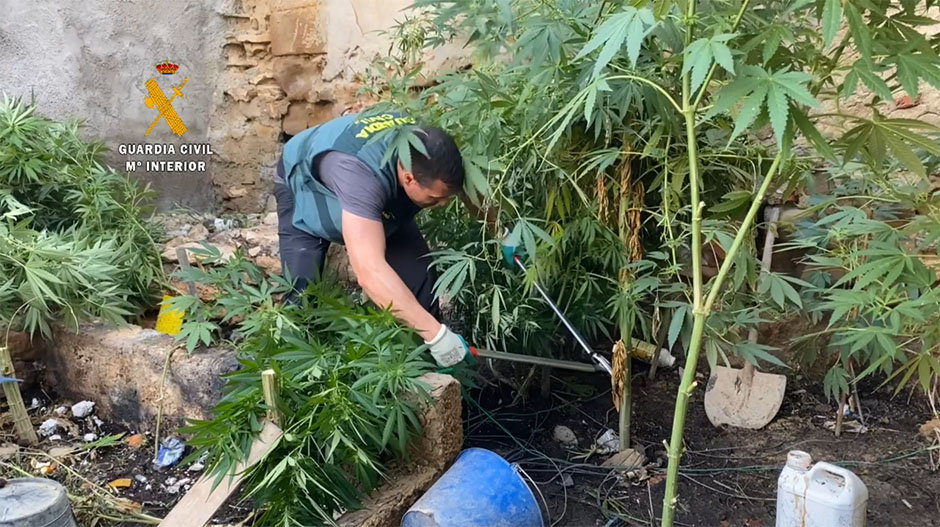 Las semillas de marihuana en España  El huerto urbano :: El huerto en casa