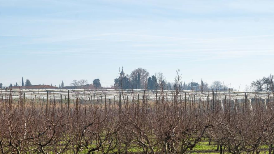 El gobierno de Aragón ha destinado 11,8 millones de euros al seguro agrario en 2024.